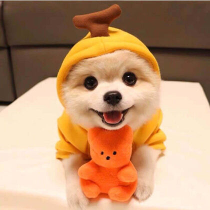 mall Dogs Hoodie