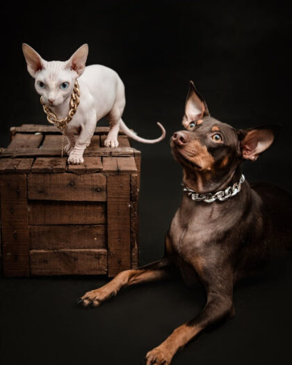 Collars
